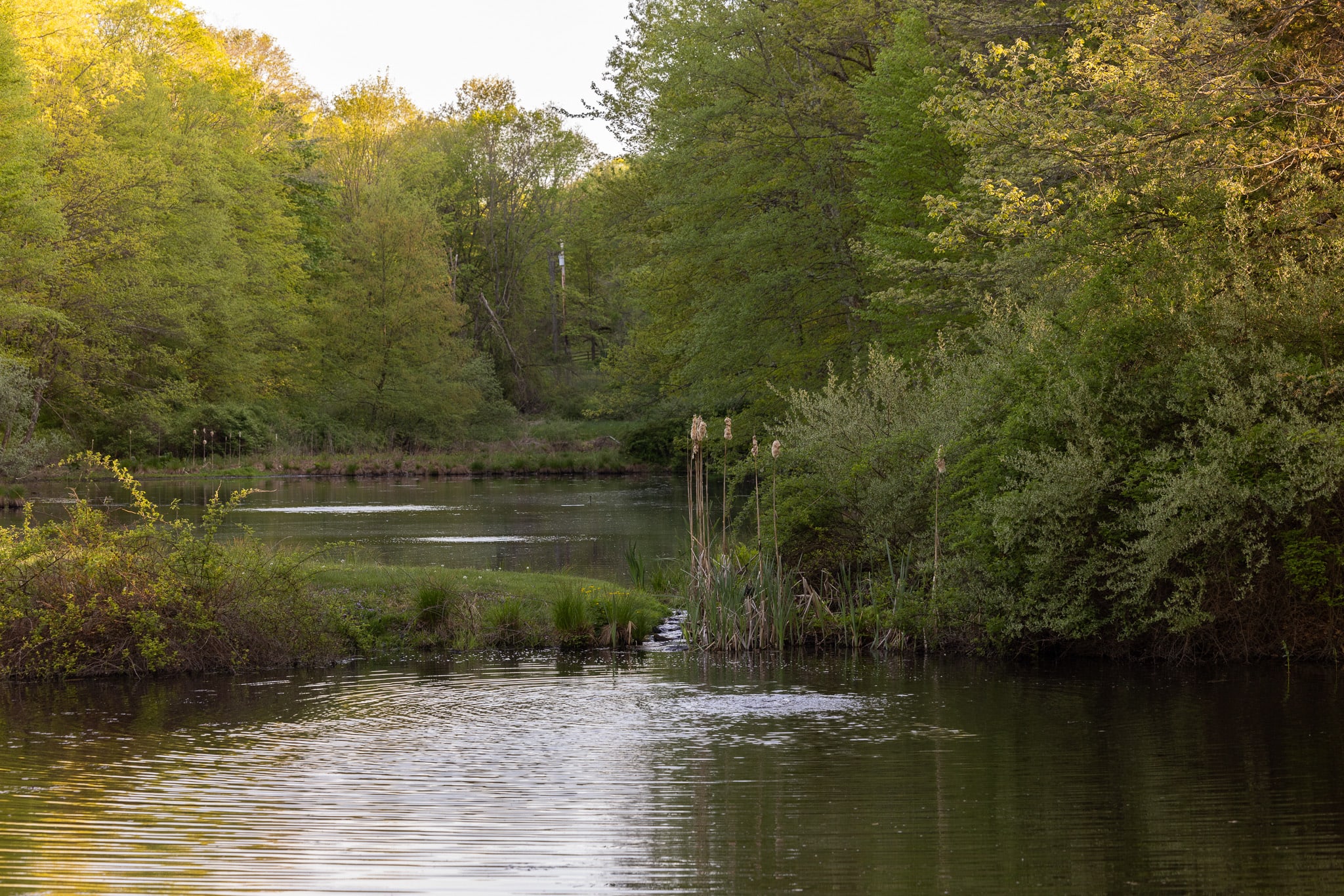 A serene pond or small lake is surrounded by lush green trees and bushes, with calm water reflecting the light. Tall reeds stand near the water's edge on the right.