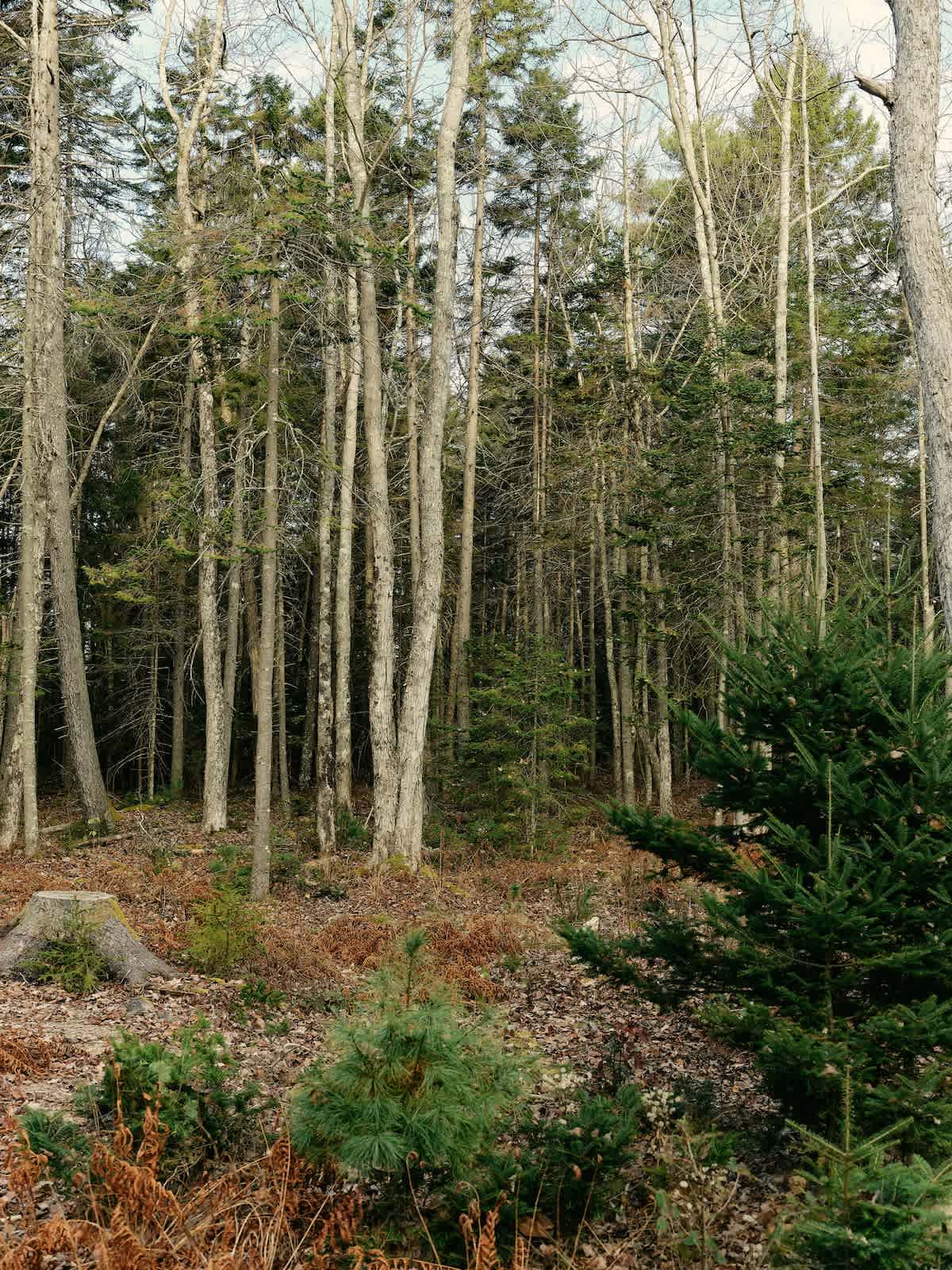 A dense, natural forest scene features a mix of tall, slender deciduous trees with light bark and dark evergreen trees. The forest floor is covered with fallen leaves and undergrowth.