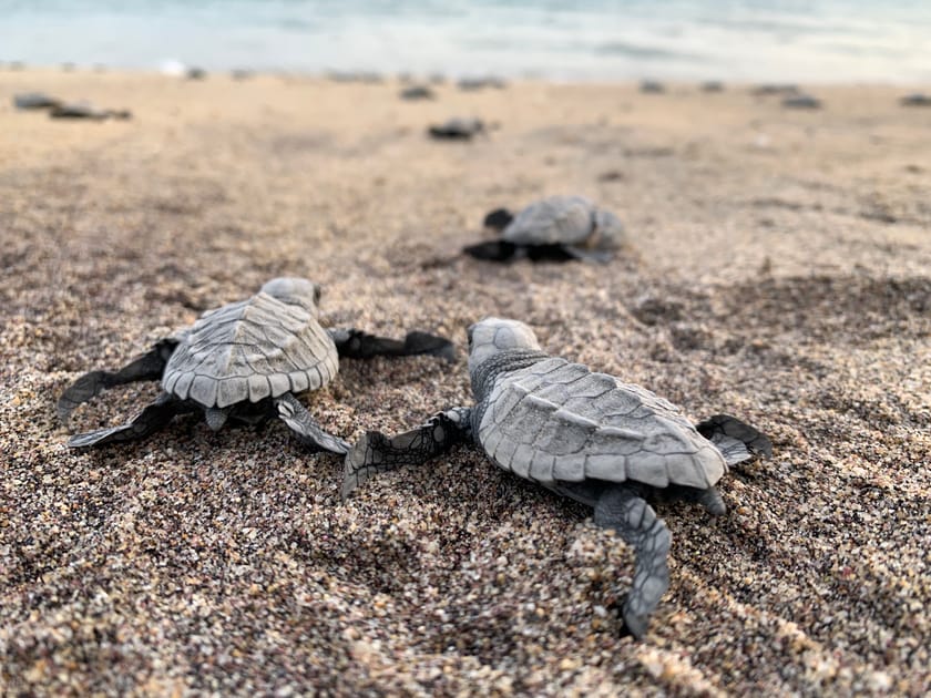 Giving Back in Sayulita & San Pancho: EntreAmigos, Turtle Conservation & Community Events