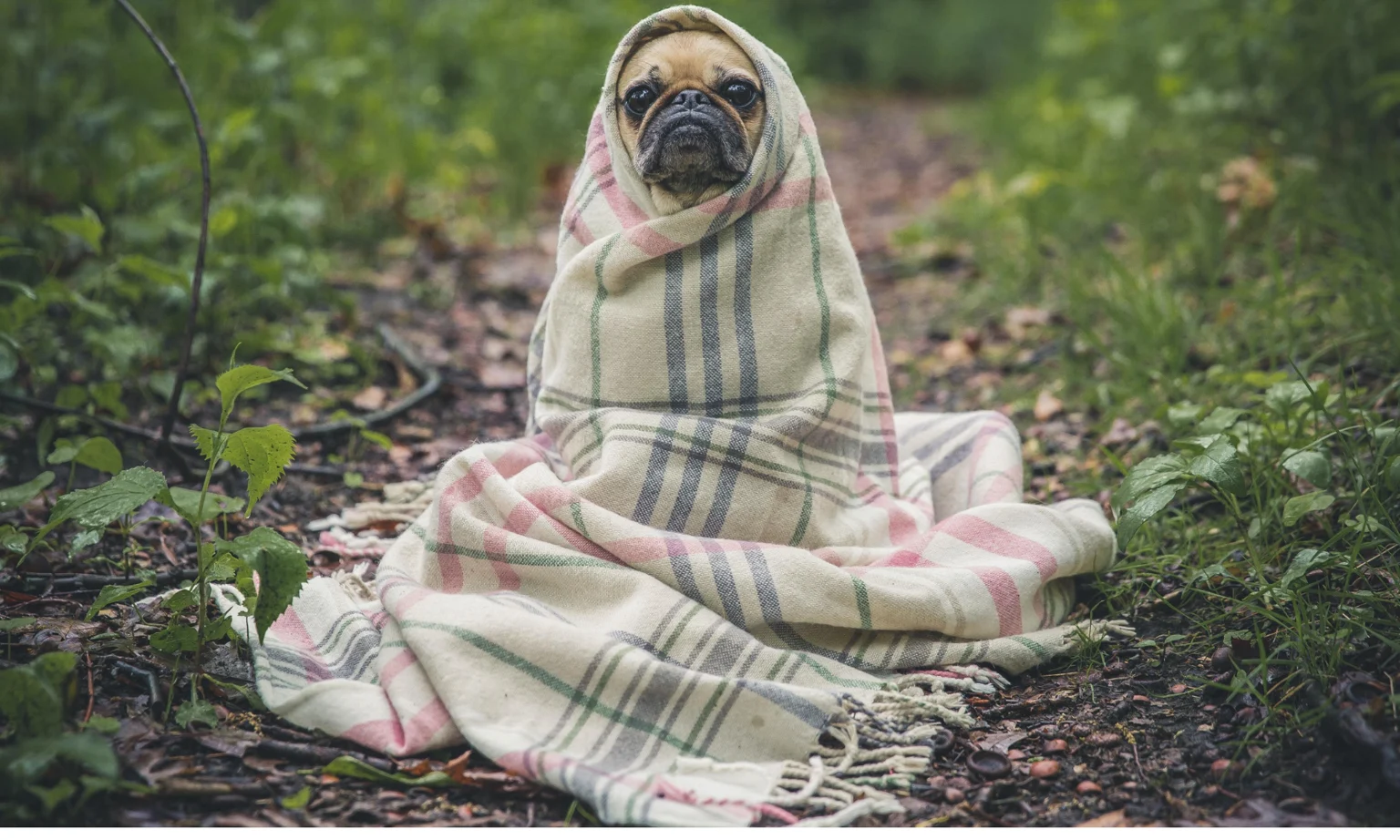8 Best Dog Parks in Philadelphia: A Guide for Adventure-Seeking Pets
