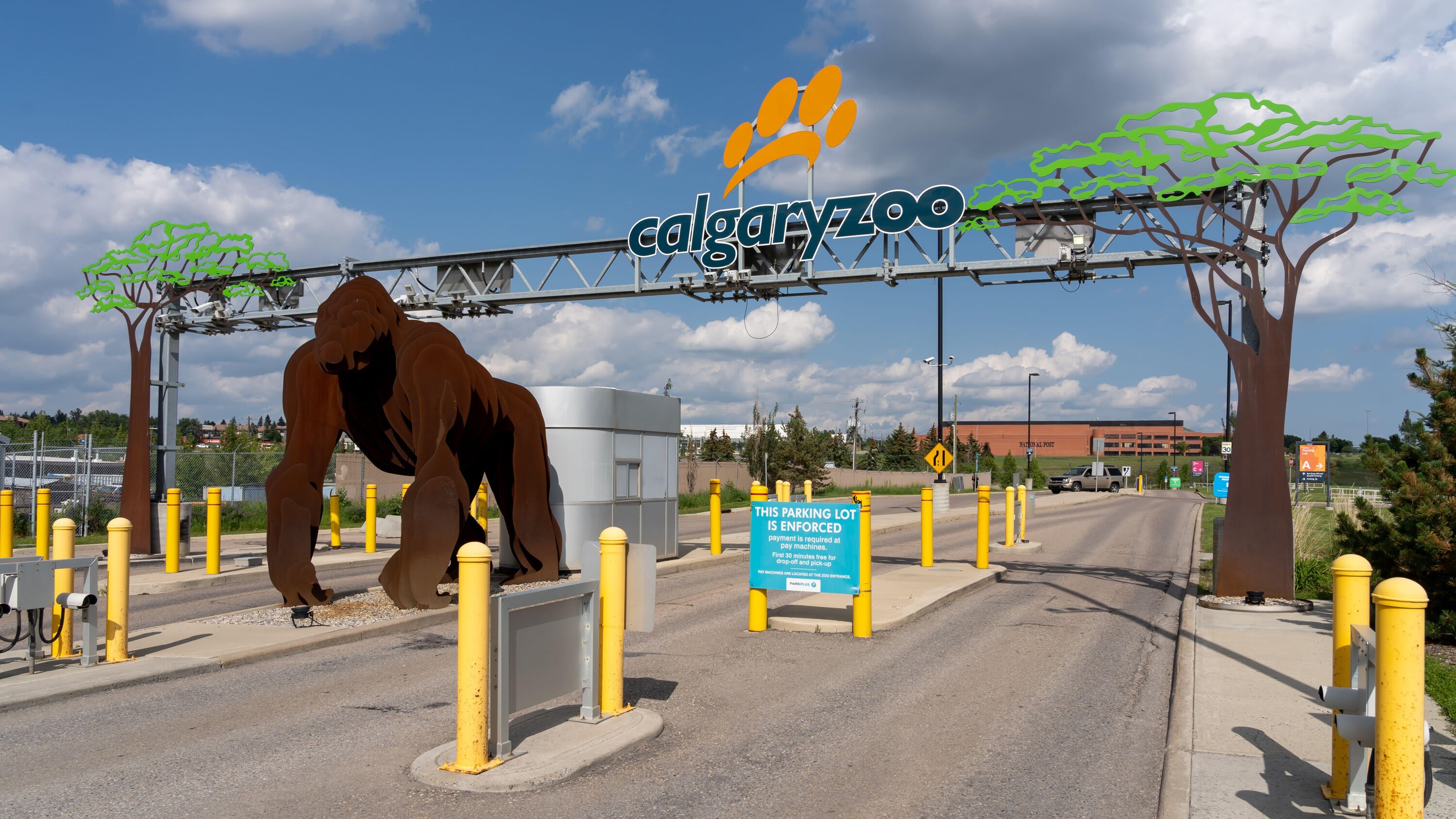 The entrance to the Calgary Zoo, featuring a large sign with the zoo's name and logo, a prominent gorilla sculpture, and multiple yellow bollards guiding traffic.