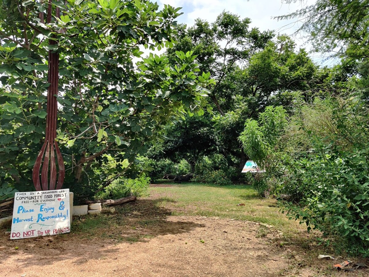 A lush community food forest path is surrounded by dense green trees and bushes, with a sign on the left indicating it's a free-for-use area. The ground is a mix of dirt and grass, suggesting a natural, unmanicured environment.