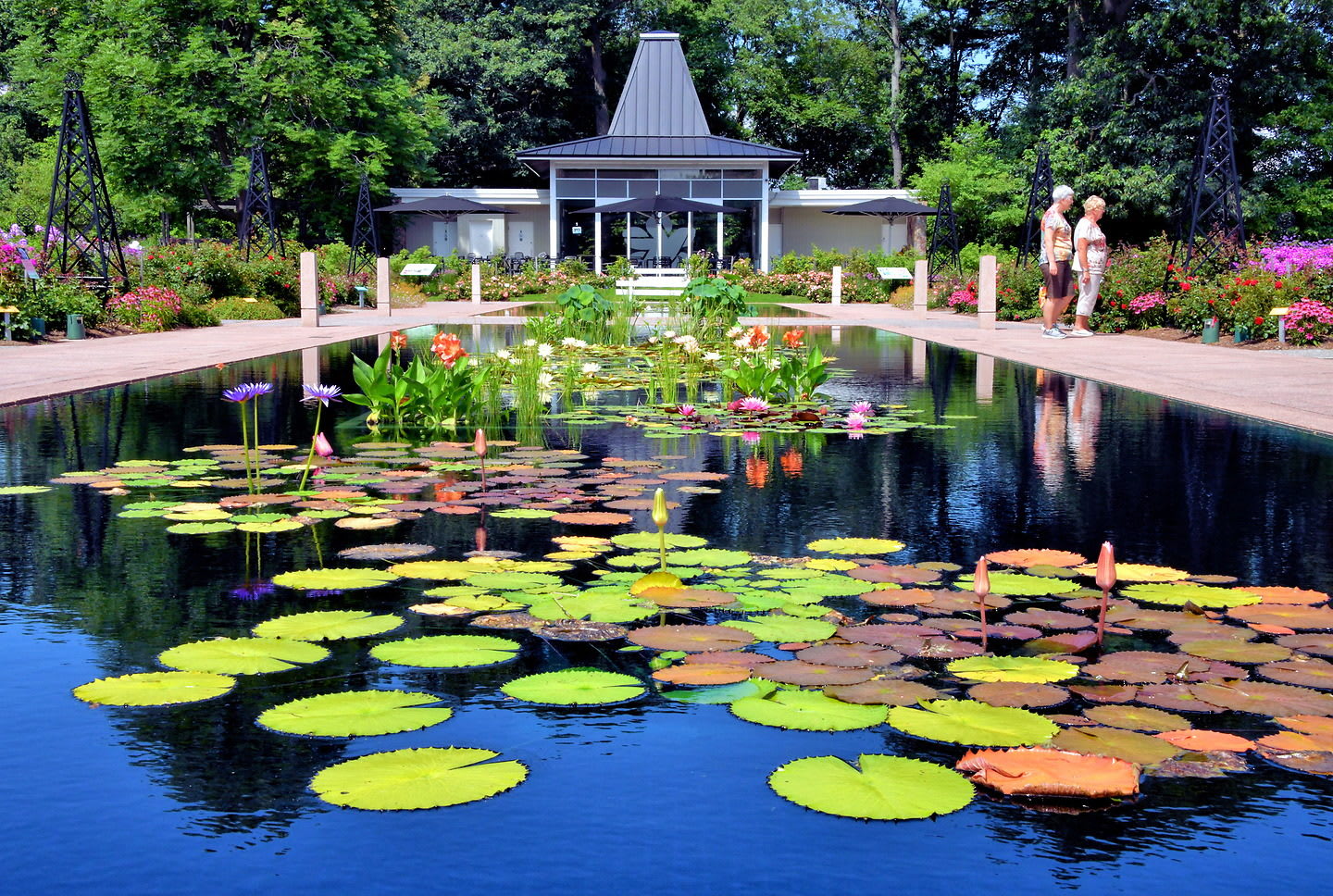 Serene botanical garden scene featuring a long rectangular pond filled with water lilies and other aquatic plants, with a modern building and manicured landscaping in the background.