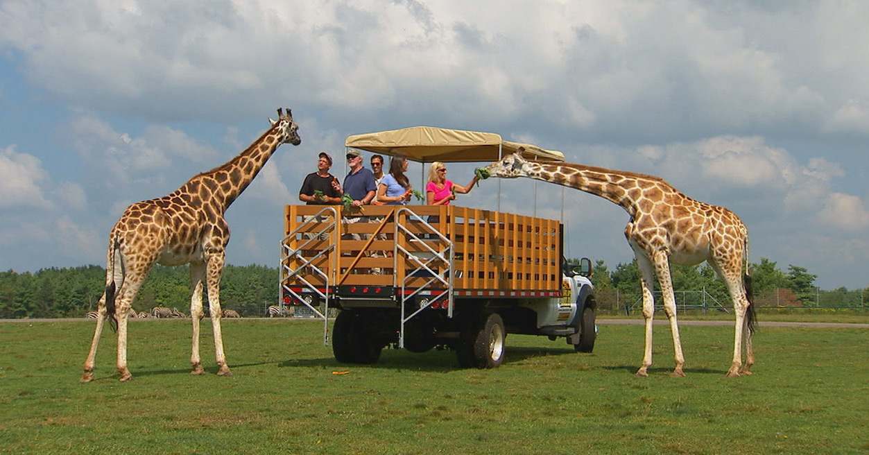Outdoor safari scene with two giraffes interacting with people on a safari truck in a grassy field under a partly cloudy sky.