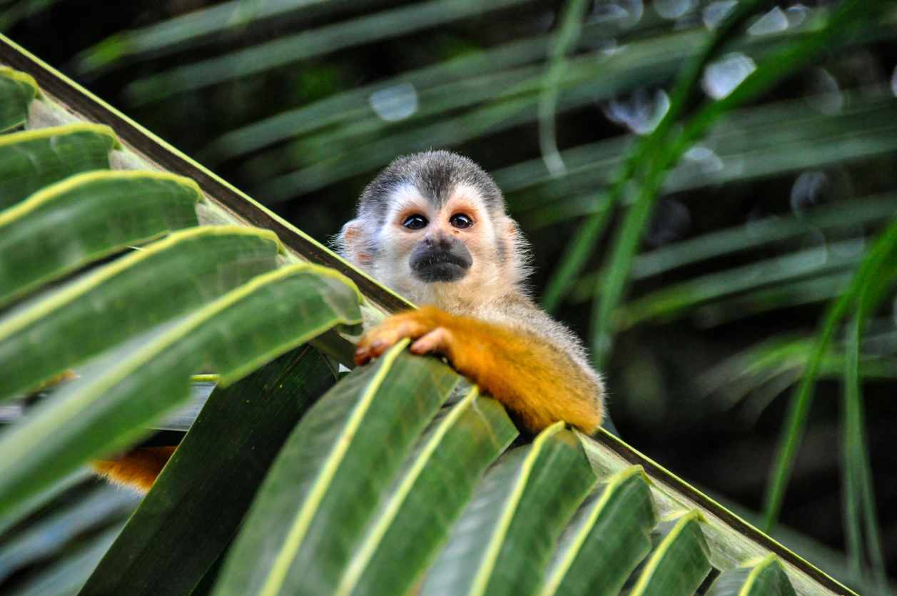 A small, curious monkey with distinctive facial markings peeks out from behind large green palm leaves, showcasing local wildlife. The image captures a moment of natural encounter in a tropical setting.