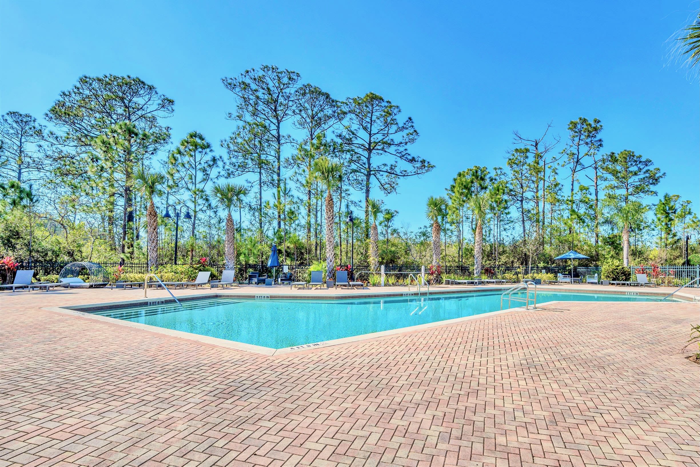A spacious outdoor swimming pool with multiple entry steps is set on a wide brick paver deck, bordered by a metal fence and surrounded by tall pine and palm trees under a clear blue sky.