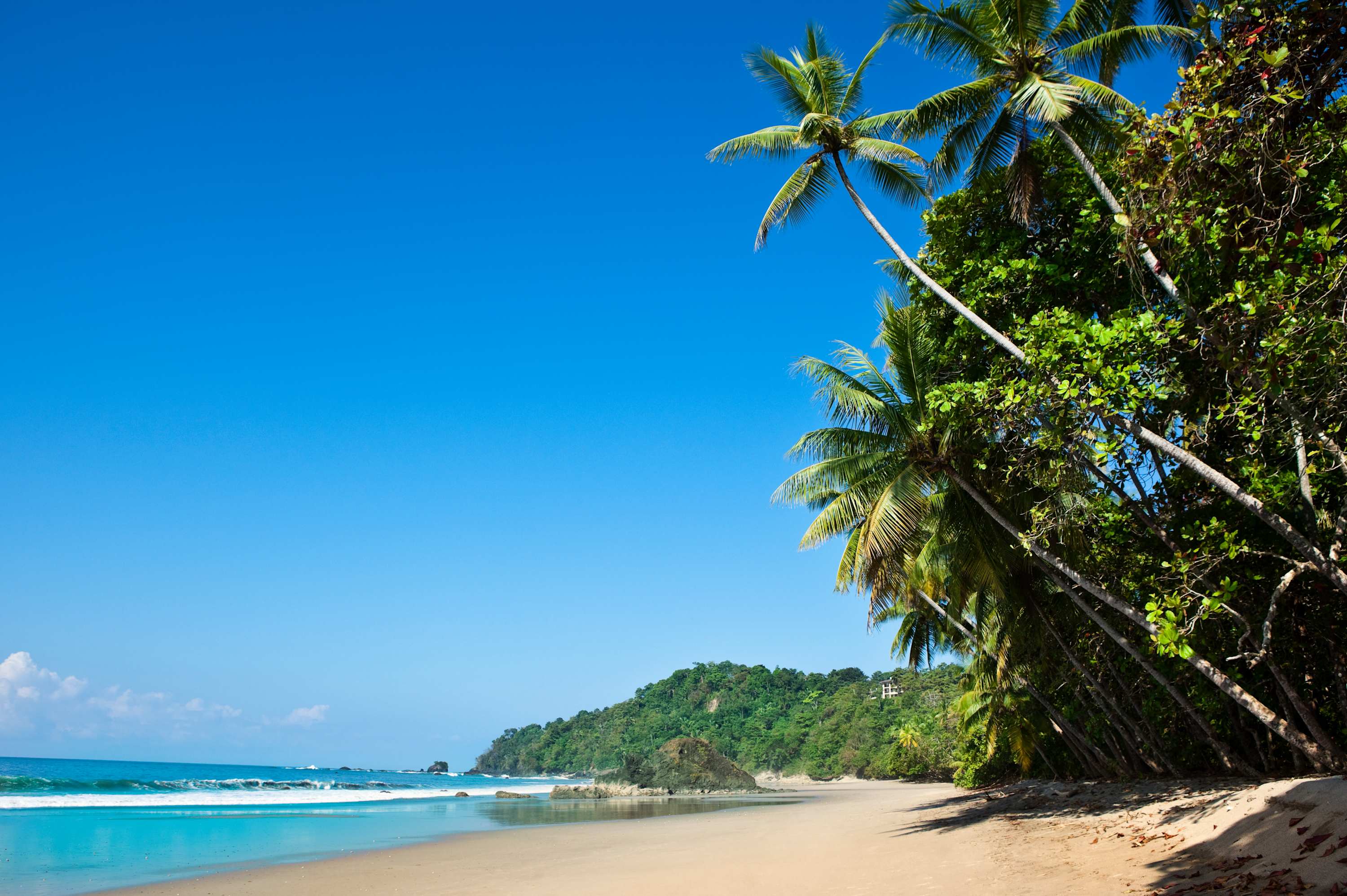 A picturesque tropical beach scene features golden sand, turquoise ocean water, and numerous tall palm trees lining the shore. Lush green hills rise in the background under a clear blue sky.
