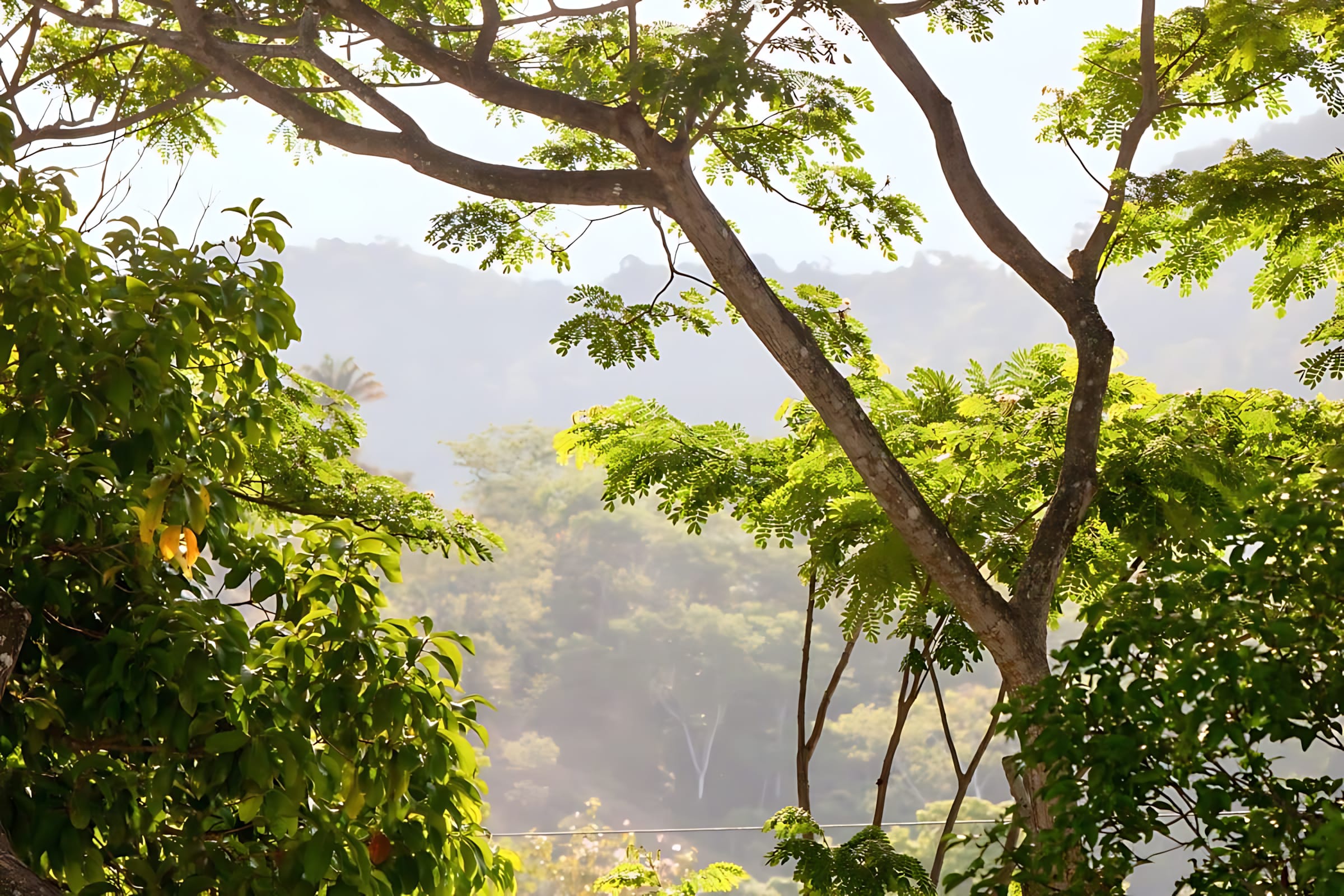 Close-up view of vibrant green tree branches and foliage, with a soft, hazy backdrop of distant mountains or dense forest under a bright sky.