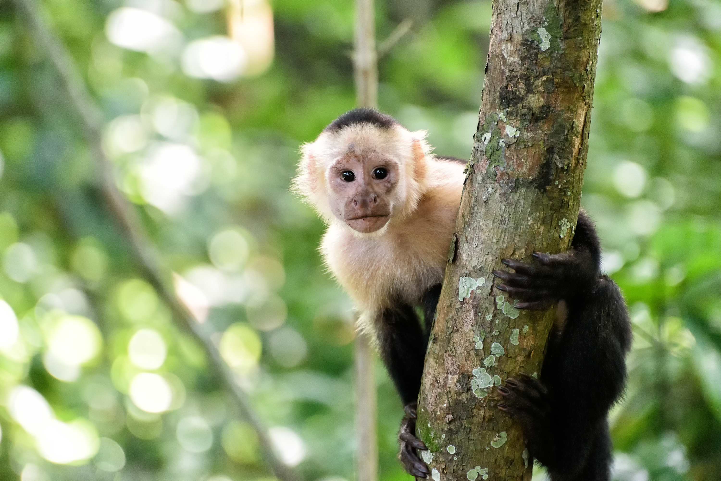 A curious white-faced capuchin monkey with bright eyes clings to a tree trunk, looking directly at the camera. The background is a soft blur of green foliage in a natural forest setting.