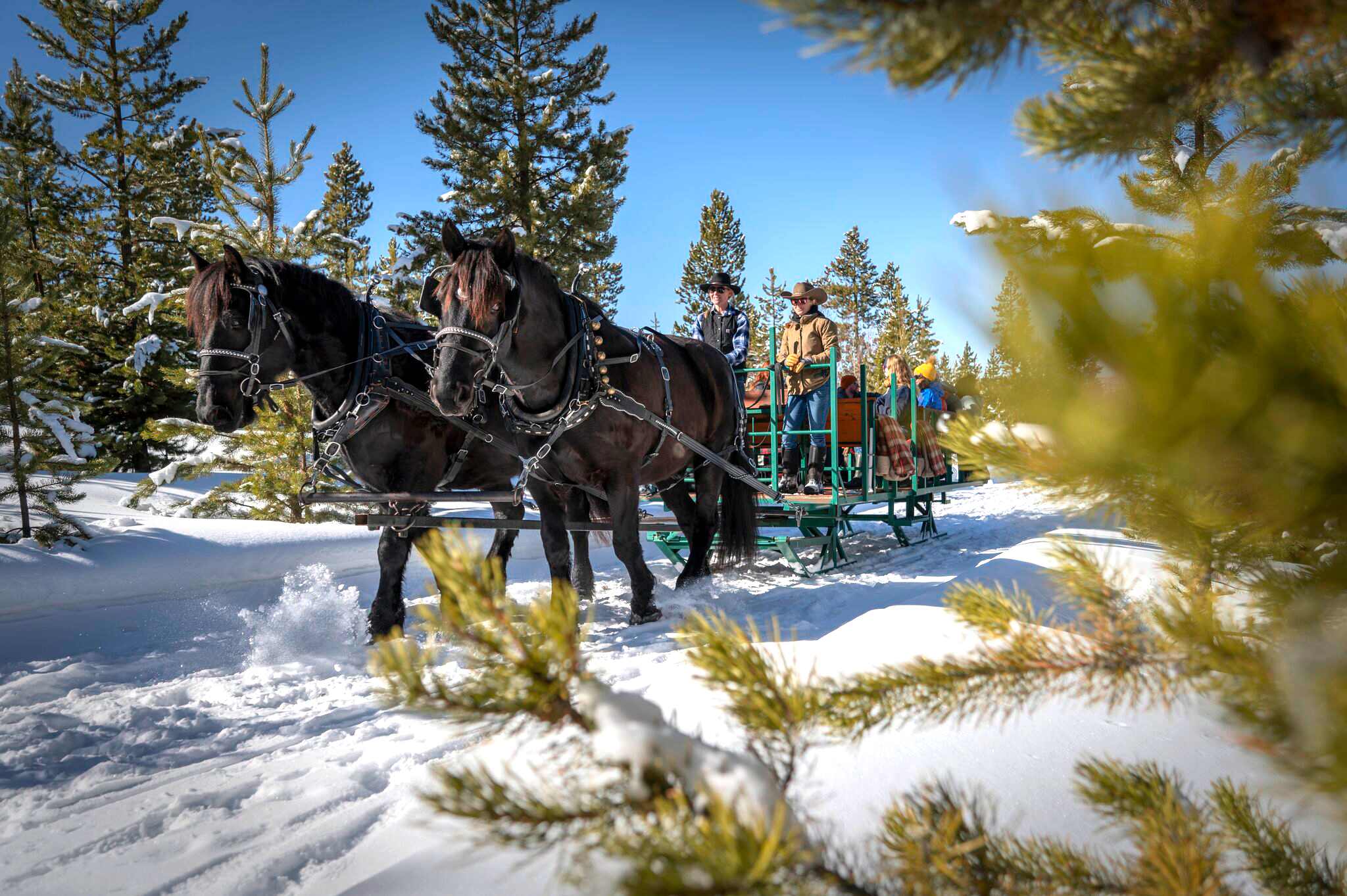 A horse-drawn sleigh carries several bundled-up people through a snow-covered forest of pine trees under a bright blue sky, depicting a classic winter activity.
