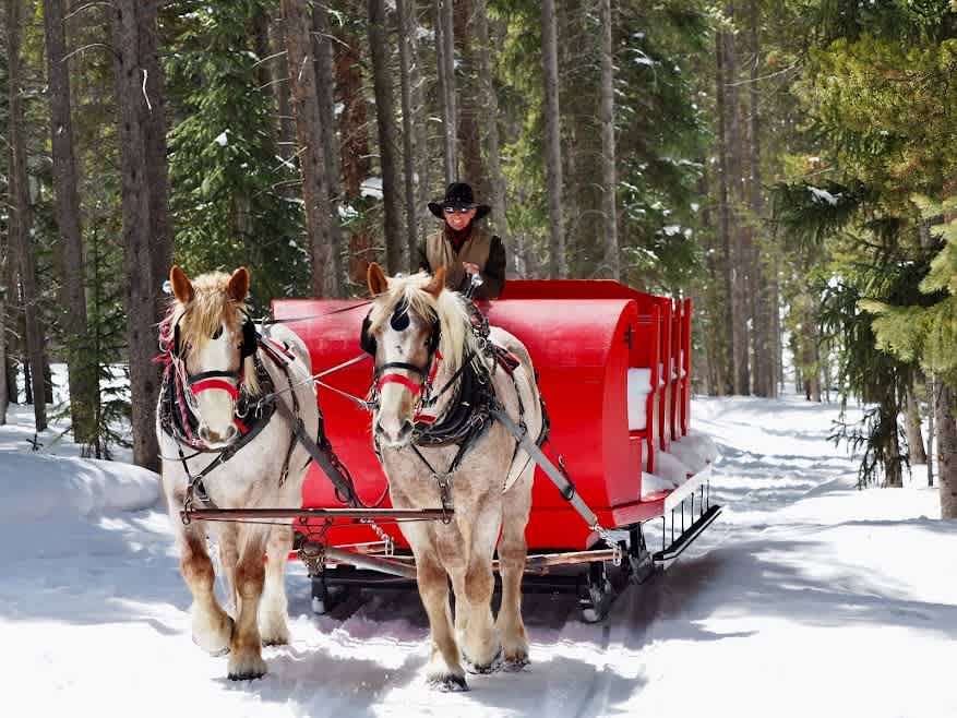Two majestic horses pull a bright red sleigh through a snow-covered forest path, with a person driving the sleigh. Tall evergreen trees line the serene winter landscape under a bright sky.